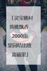 灵宝桃村黄桃飘香 2000亩果园结出致富硕果