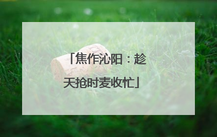 焦作沁阳：趁天抢时麦收忙