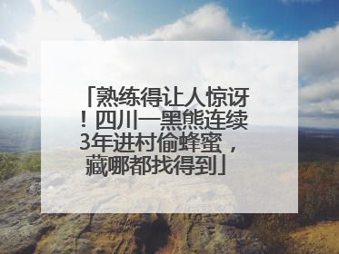 熟练得让人惊讶！四川一黑熊连续3年进村偷蜂蜜，藏哪都找得到