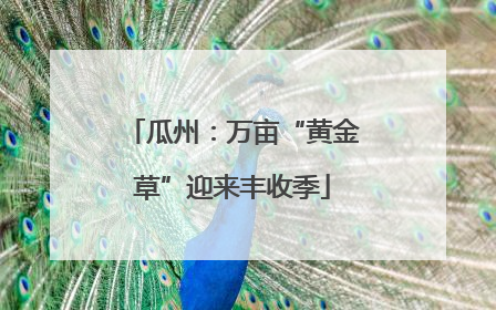 瓜州：万亩“黄金草”迎来丰收季