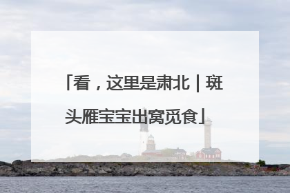 看，这里是肃北｜斑头雁宝宝出窝觅食