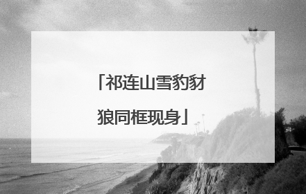 祁连山雪豹豺狼同框现身