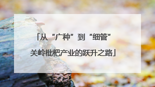 从“广种”到“细管” 关岭枇杷产业的跃升之路