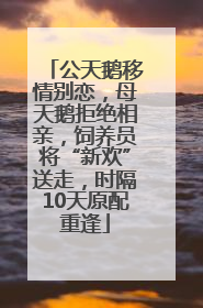 公天鹅移情别恋，母天鹅拒绝相亲，饲养员将“新欢”送走，时隔10天原配重逢