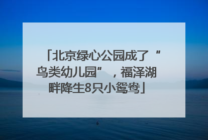 北京绿心公园成了“鸟类幼儿园”，福泽湖畔降生8只小鸳鸯