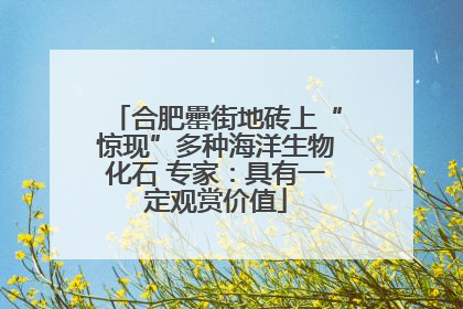 合肥罍街地砖上“惊现”多种海洋生物化石 专家：具有一定观赏价值
