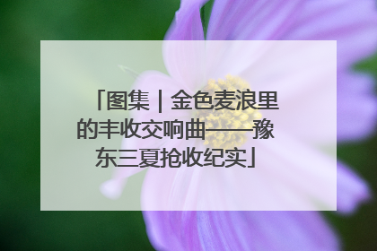 图集｜金色麦浪里的丰收交响曲——豫东三夏抢收纪实