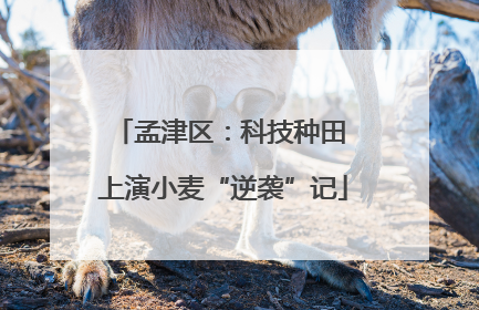 孟津区：科技种田 上演小麦“逆袭”记