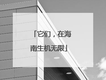它们，在海南生机无限