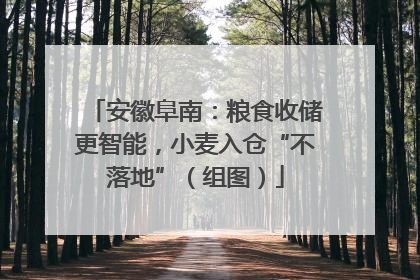 安徽阜南：粮食收储更智能，小麦入仓“不落地”（组图）
