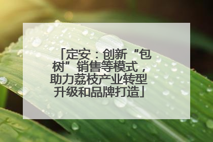 定安：创新“包树”销售等模式，助力荔枝产业转型升级和品牌打造