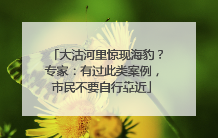 大沽河里惊现海豹？专家：有过此类案例，市民不要自行靠近