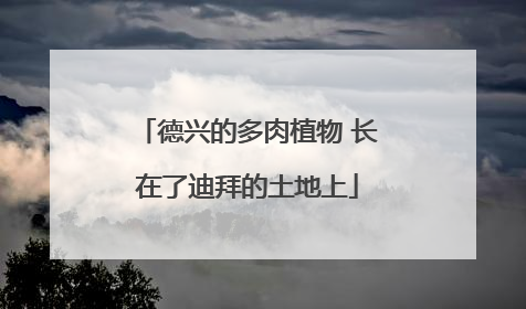 德兴的多肉植物 长在了迪拜的土地上