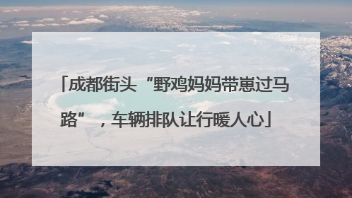 成都街头“野鸡妈妈带崽过马路”，车辆排队让行暖人心