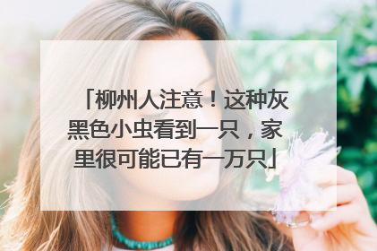 柳州人注意！这种灰黑色小虫看到一只，家里很可能已有一万只