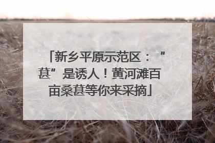 新乡平原示范区：“葚”是诱人！黄河滩百亩桑葚等你来采摘