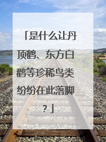 是什么让丹顶鹤、东方白鹳等珍稀鸟类纷纷在此落脚？