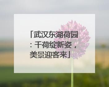 武汉东湖荷园：千荷绽新姿，美景迎客来