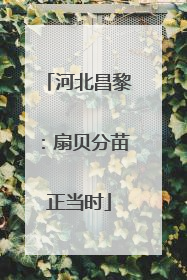 河北昌黎：扇贝分苗正当时