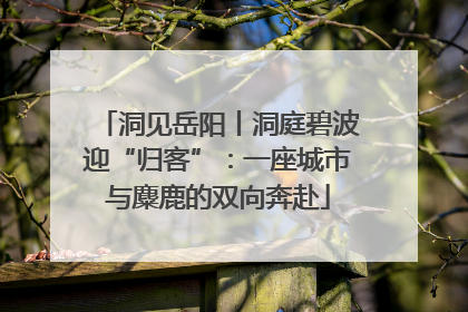 洞见岳阳丨洞庭碧波迎“归客”：一座城市与麋鹿的双向奔赴