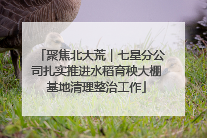 聚焦北大荒｜七星分公司扎实推进水稻育秧大棚基地清理整治工作