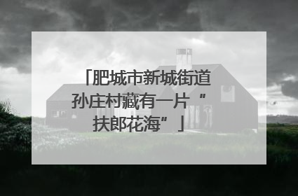 肥城市新城街道孙庄村藏有一片“扶郎花海”