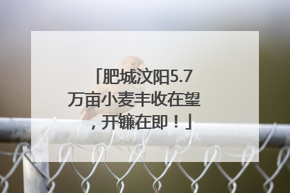 肥城汶阳5.7万亩小麦丰收在望，开镰在即！