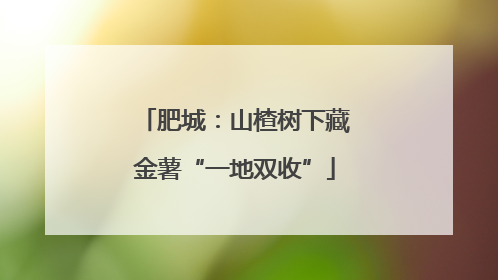 肥城：山楂树下藏金薯“一地双收”