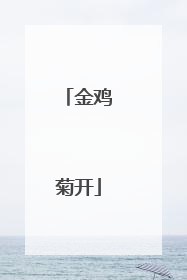 金鸡菊开