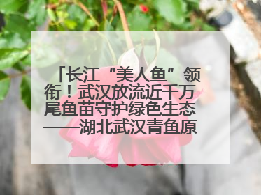 长江“美人鱼”领衔！武汉放流近千万尾鱼苗守护绿色生态——湖北武汉青鱼原种场参加2025年“全国放鱼日”增殖放流活动