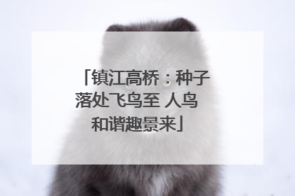 镇江高桥：种子落处飞鸟至 人鸟和谐趣景来